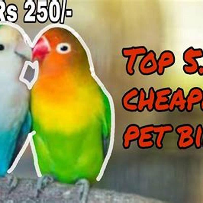 What Is The Cheapest Parrot Diy Seattle