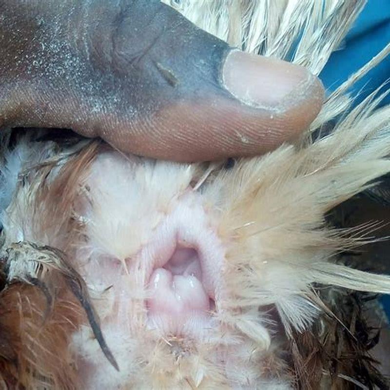 What is the cloaca on a bird?