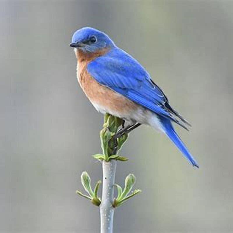 What is the difference between a bluebird and a mountain bluebird?