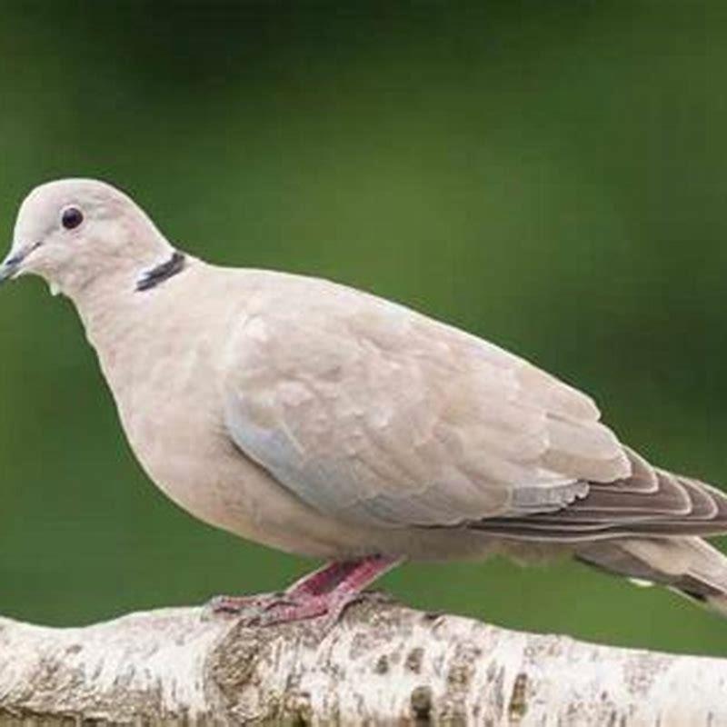 What is the difference between a collared dove and a pigeon?