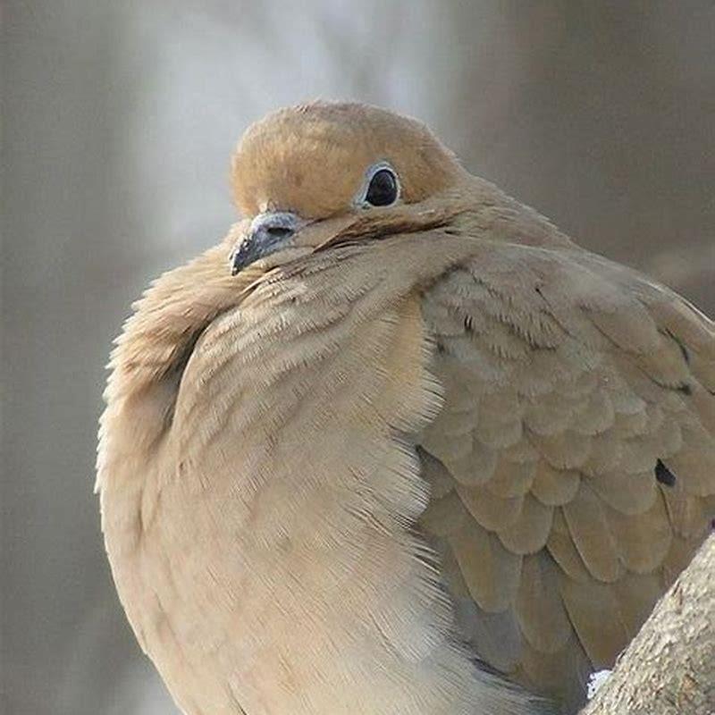 What is the difference between a dove and turtle dove?