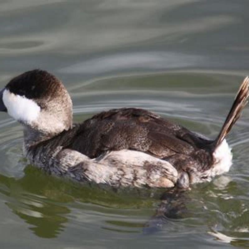 what-is-the-difference-between-a-duck-and-a-grebe-diy-seattle