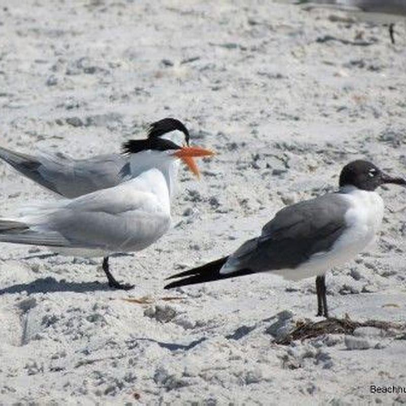 What is the difference between a gull and a tern?