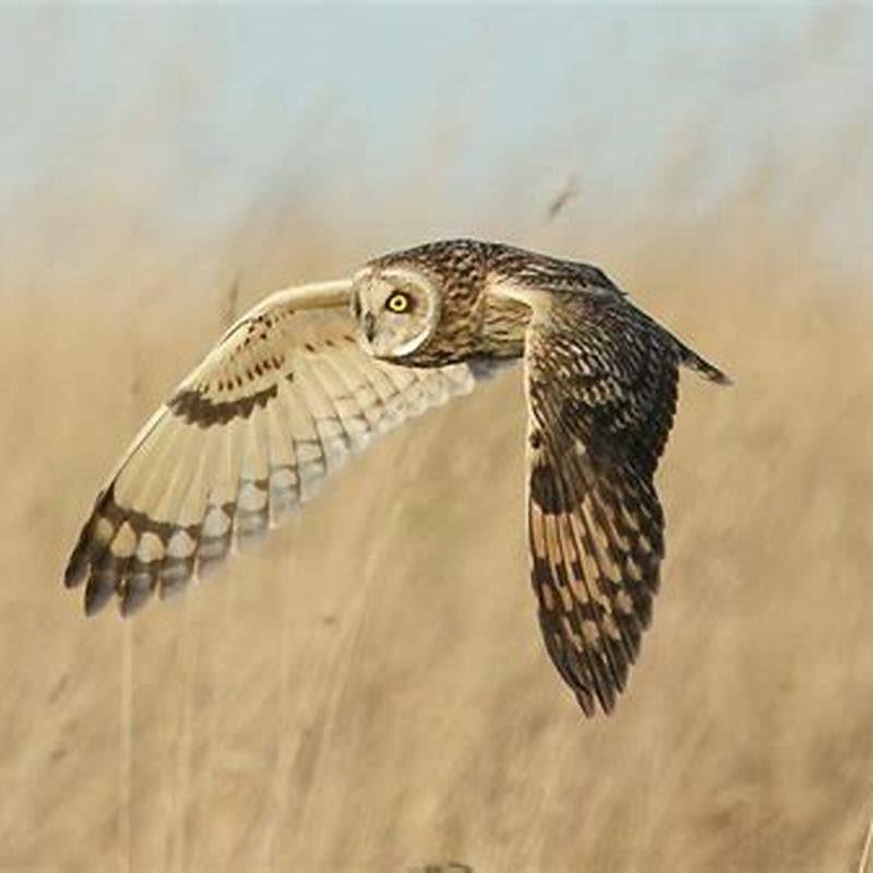 what-is-the-difference-between-a-long-eared-owl-and-a-short-eared-owl