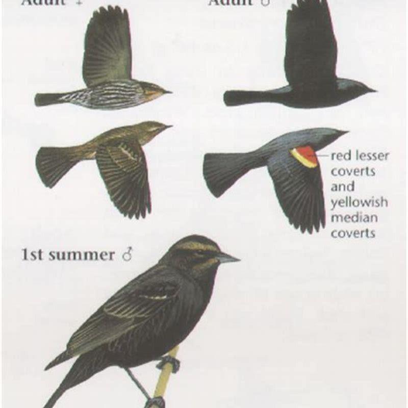 What is the difference between a Red-winged Blackbird and a Tricolored Blackbird?