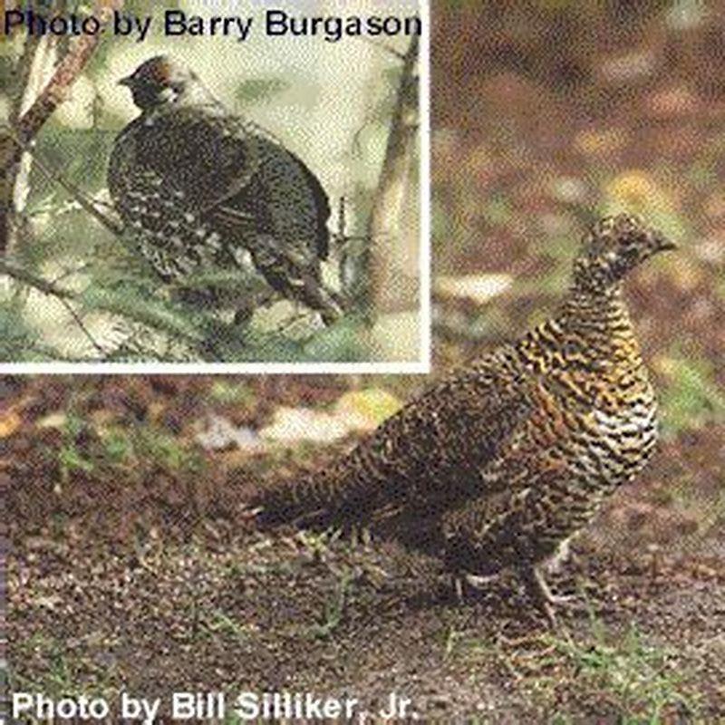 What is the difference between a ruffed grouse and a spruce grouse?