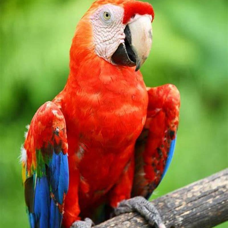 What is the difference between a scarlet macaw and a parrot? - DIY Seattle