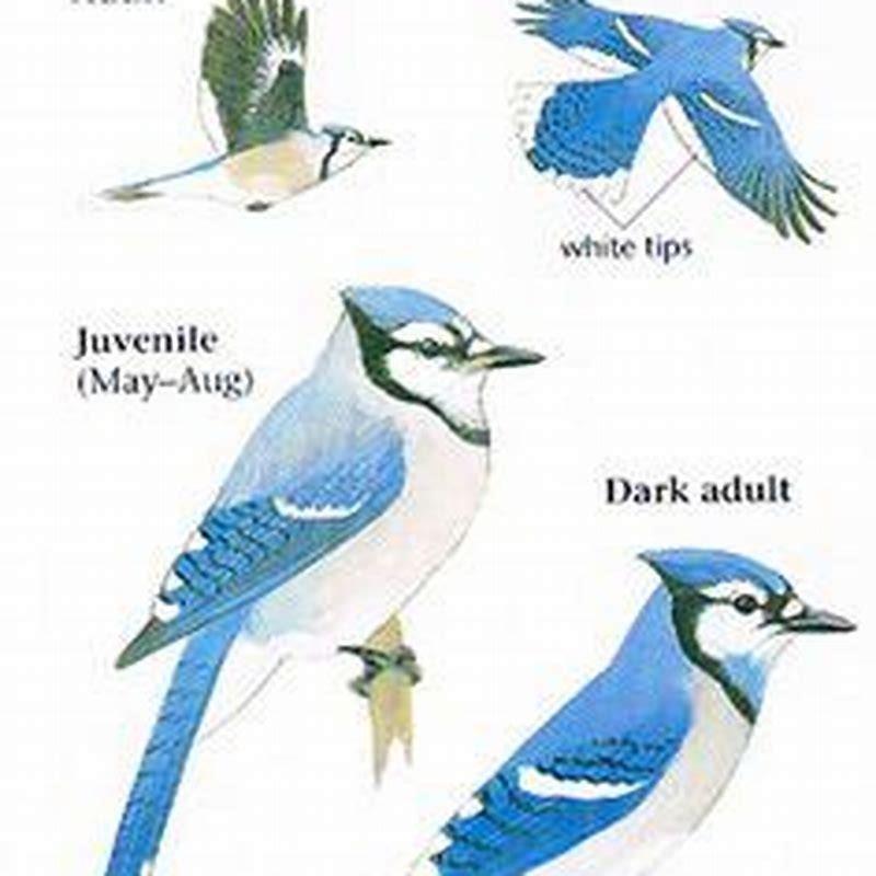 What is the difference between a scrub jay and a Pinyon Jay? - DIY Seattle