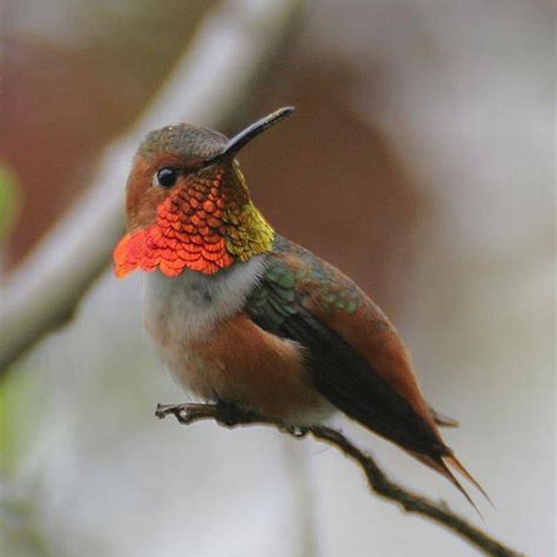 What is the difference between Allen and Rufous Hummingbird?