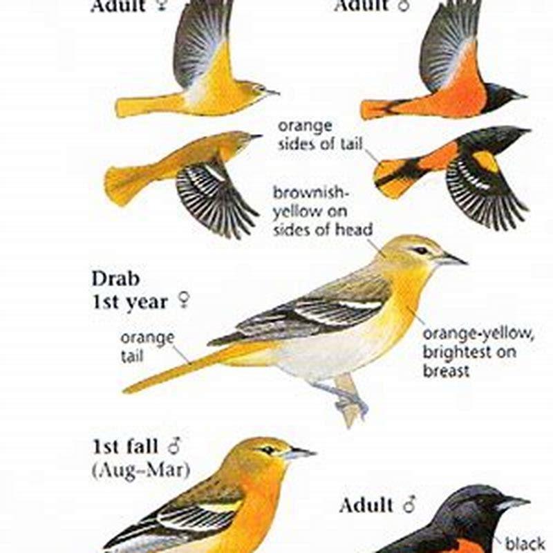 What is the difference between an oriole and a Baltimore oriole? - DIY ...