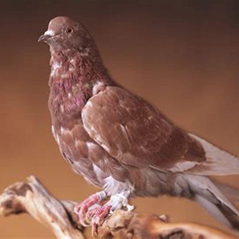 What Is The Difference Between Carrier Pigeons And Passenger Pigeons