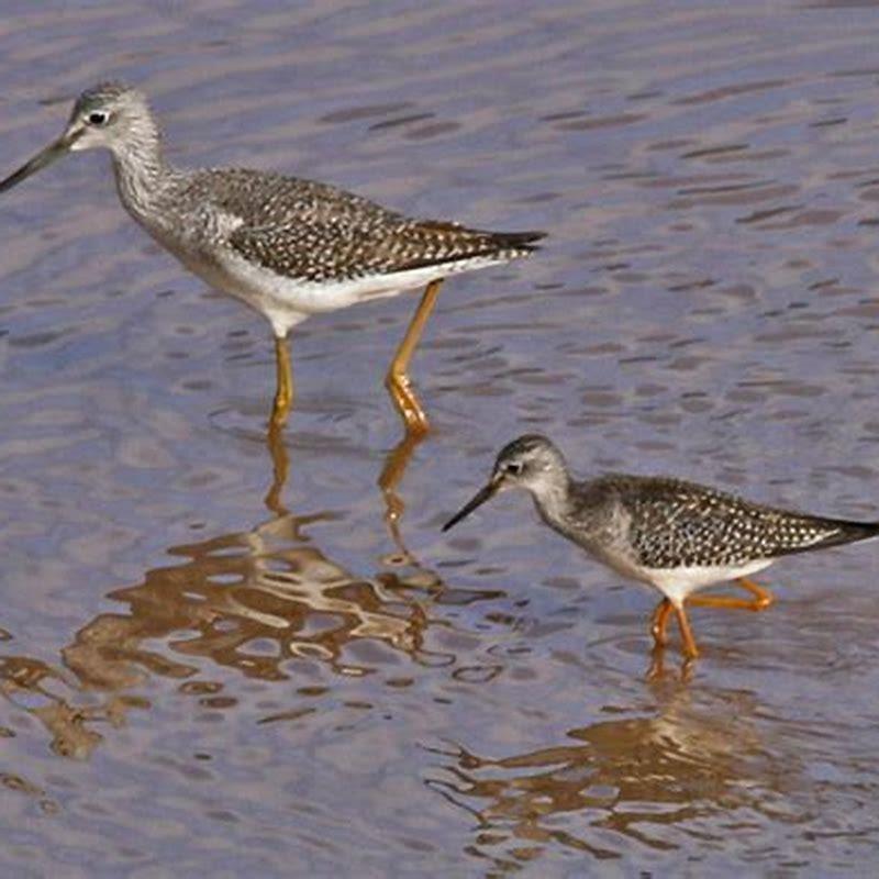 what-is-the-difference-between-greater-and-lesser-yellowlegs-diy-seattle