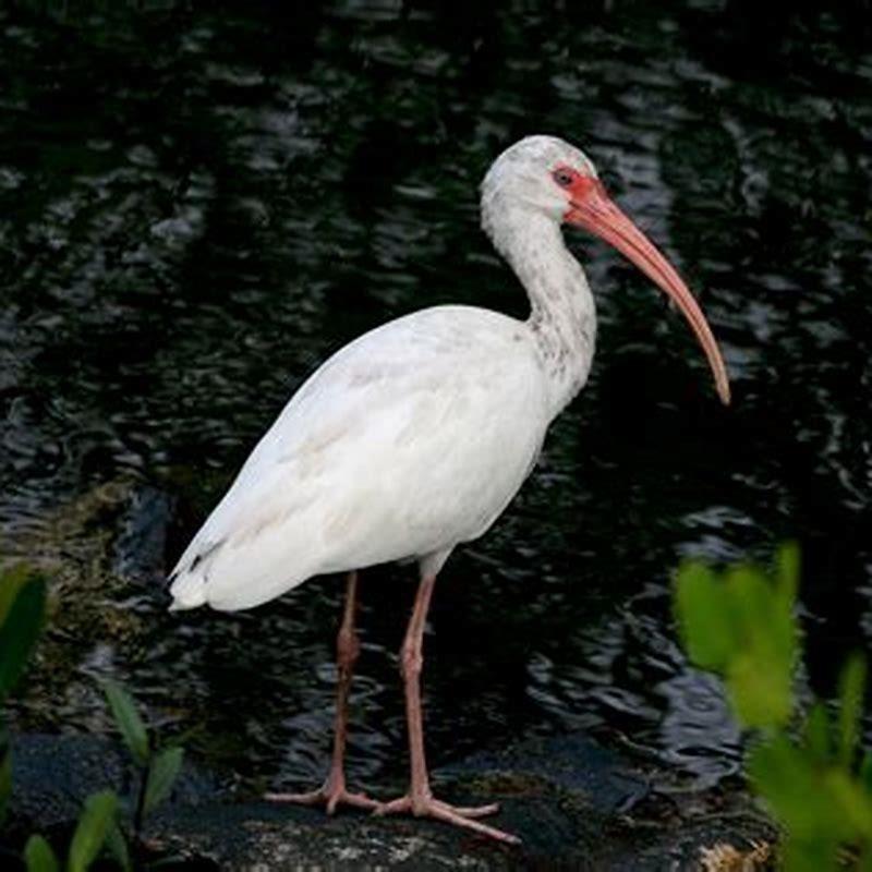 What is the difference between white and black ibis?
