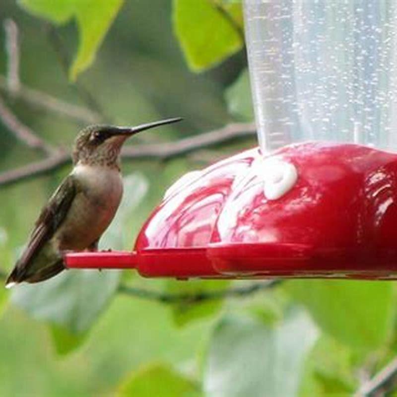 what-is-the-hummingbird-s-favorite-food-diy-seattle