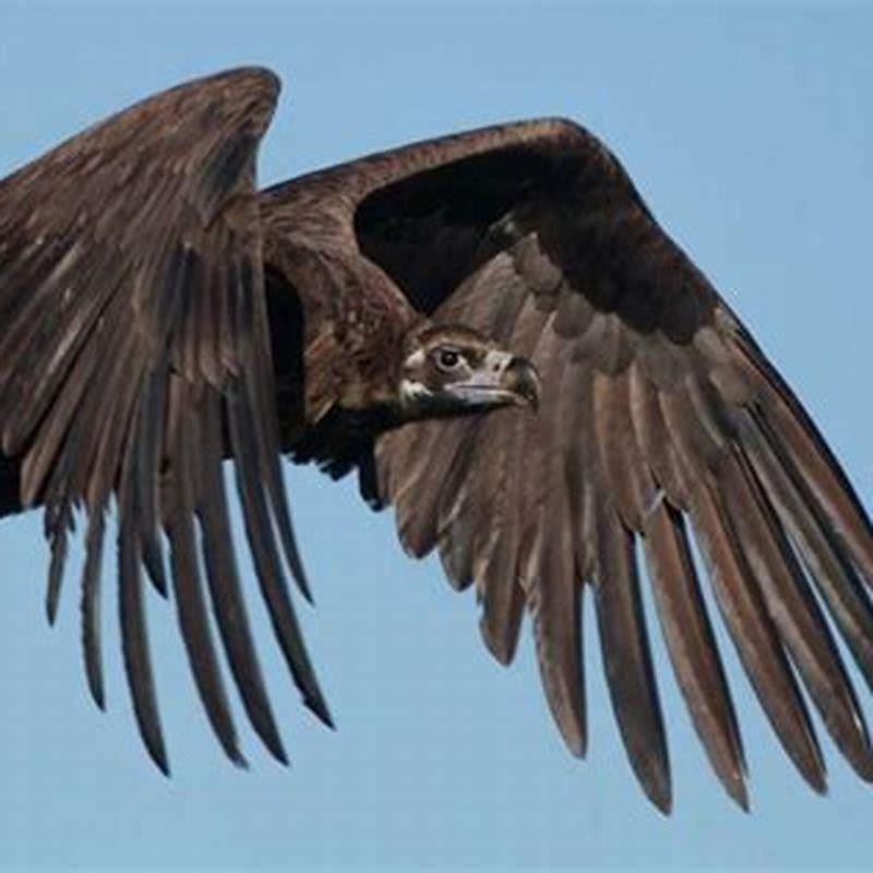 What is the largest black bird?
