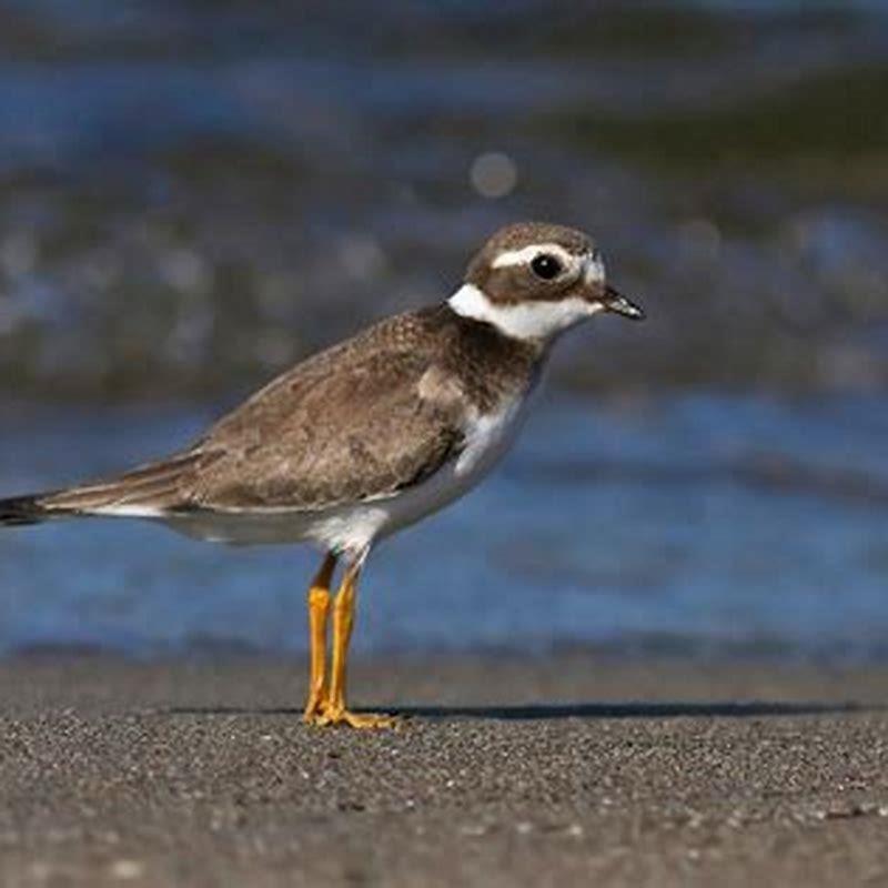 what-is-the-largest-ringed-plover-diy-seattle