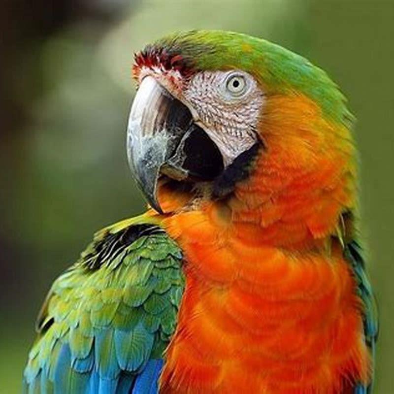 Why Are Macaws So Loud