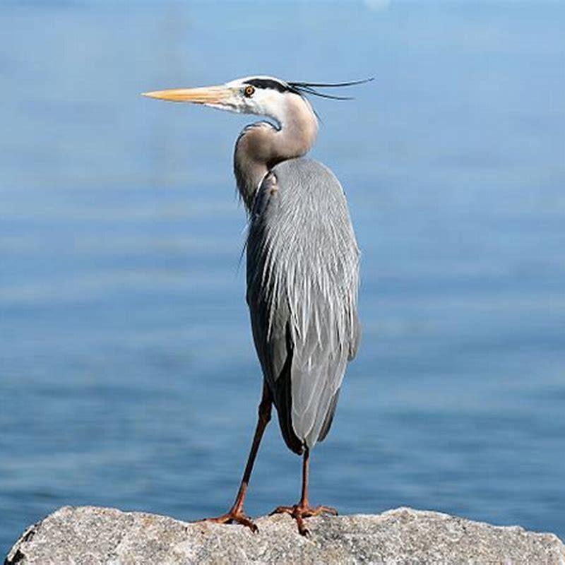 What is the meaning of pond heron? - DIY Seattle