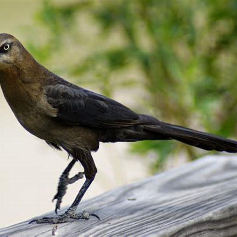 What is the most common bird in Texas?