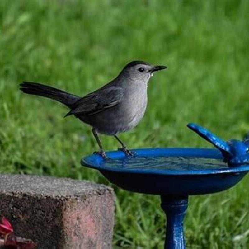 what-is-the-most-common-songbird-diy-seattle