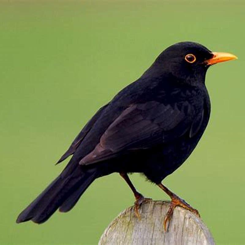 What is the name of a Eurasian Blackbird?
