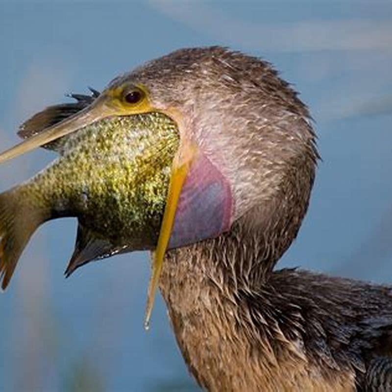 What is the name of the bird that eats snake?