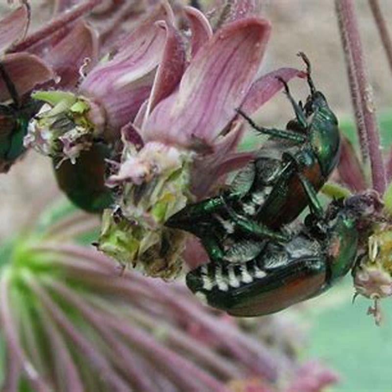 Natural Predator Of Asian Beetles