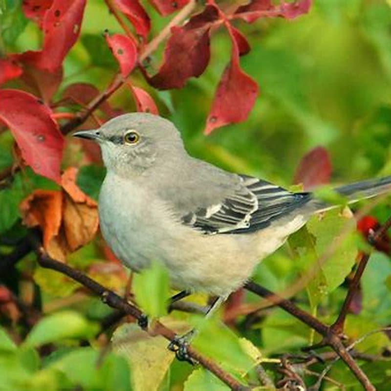 what-is-the-northern-mockingbird-known-for-diy-seattle