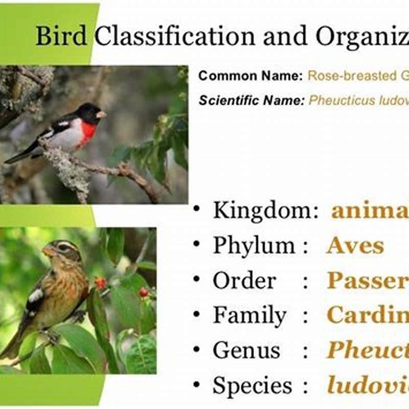 What is the phylum name for birds? - DIY Seattle