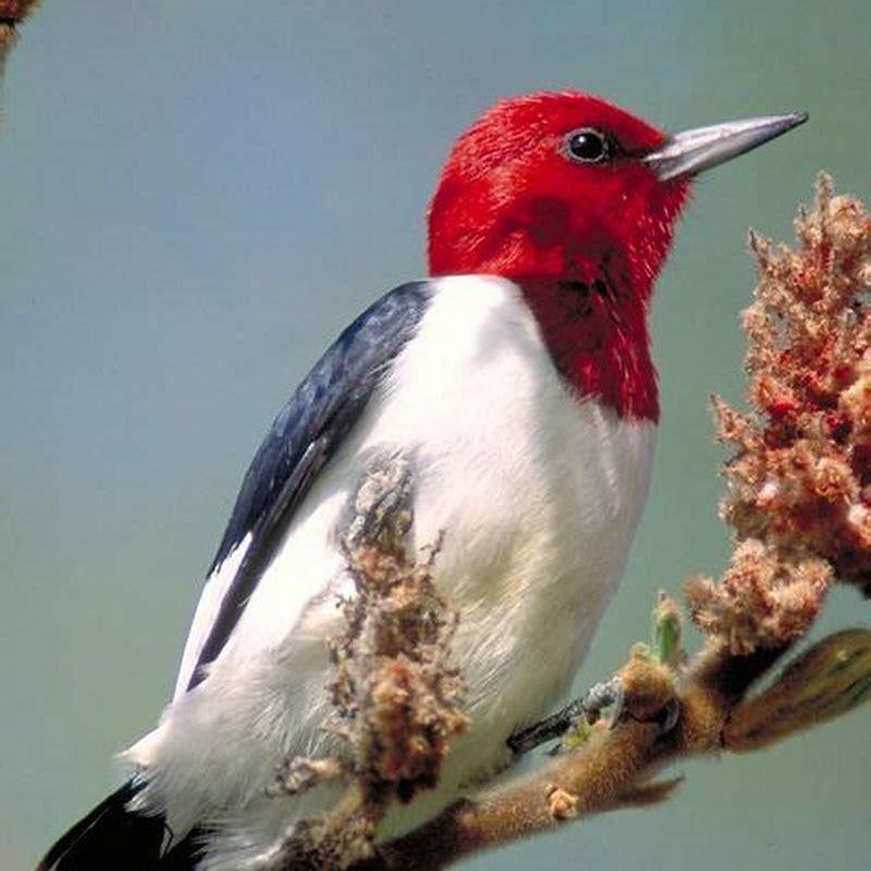 What is the purpose of a Red-headed Woodpecker?
