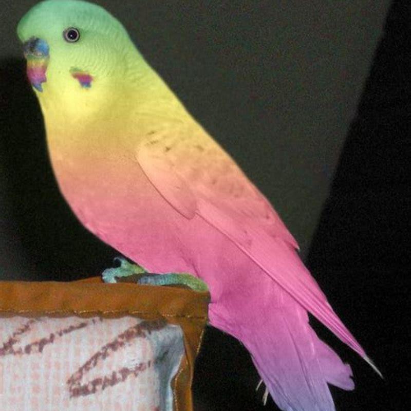 What Is The Rarest Color Of Parakeet DIY Seattle