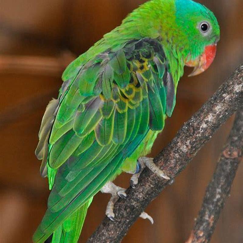 what-is-the-scientific-name-of-blue-naped-parrot-diy-seattle