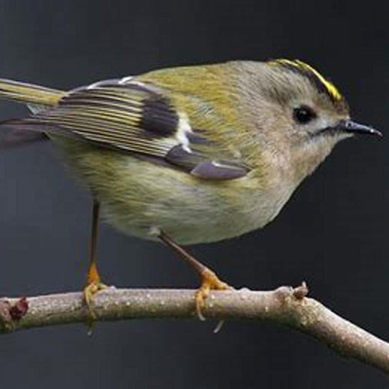 What is the smallest African bird?