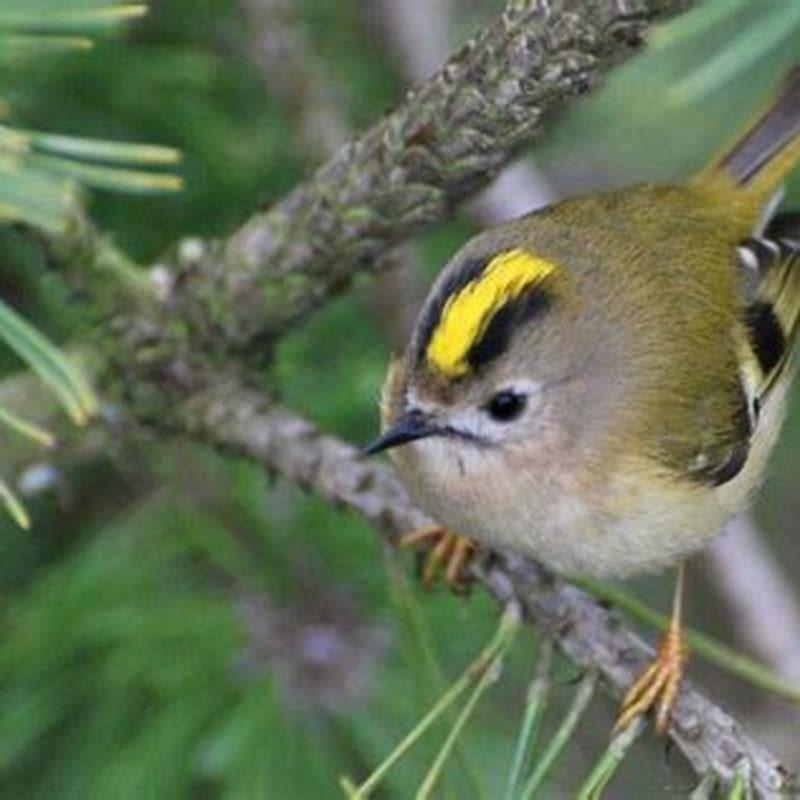 What is the smallest Bird in the world?