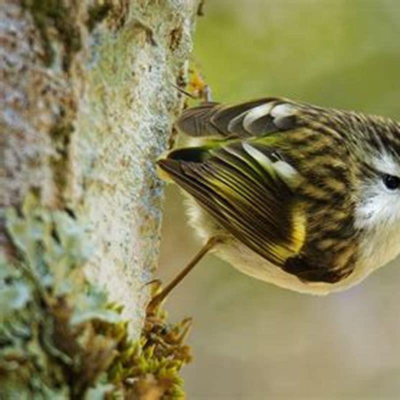 What is the smallest house bird?