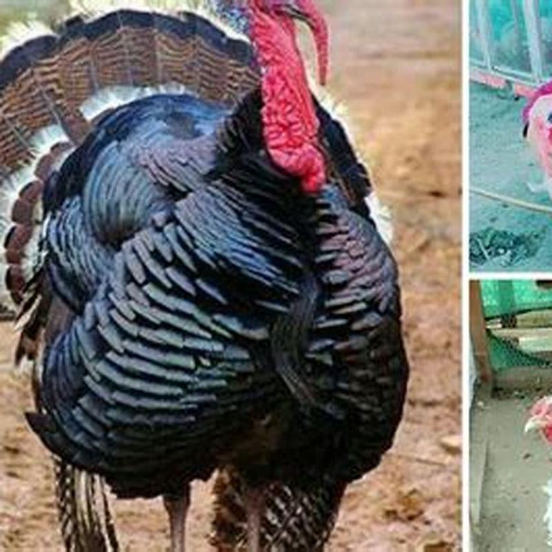 what-is-turkey-called-in-india-diy-seattle