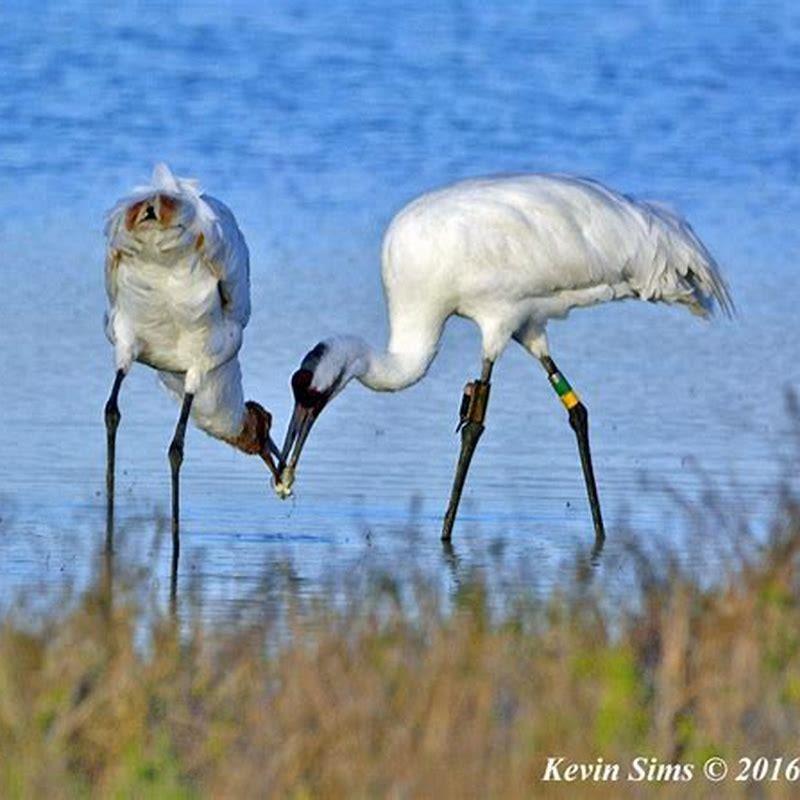 What is unique about the whooping crane?