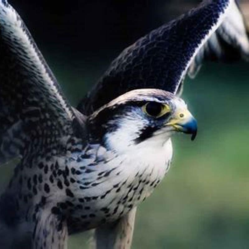 What kills birds instantly?