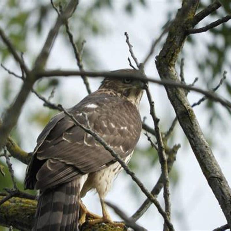 What kind of bird chases a hawk?