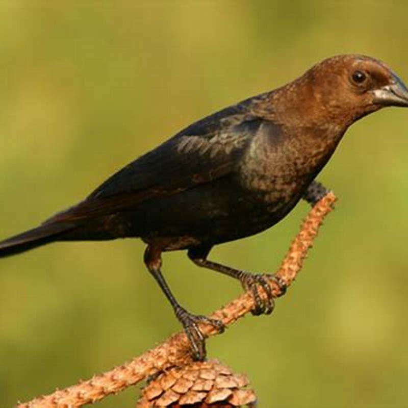 What kind of bird has a yellow body and a black head?