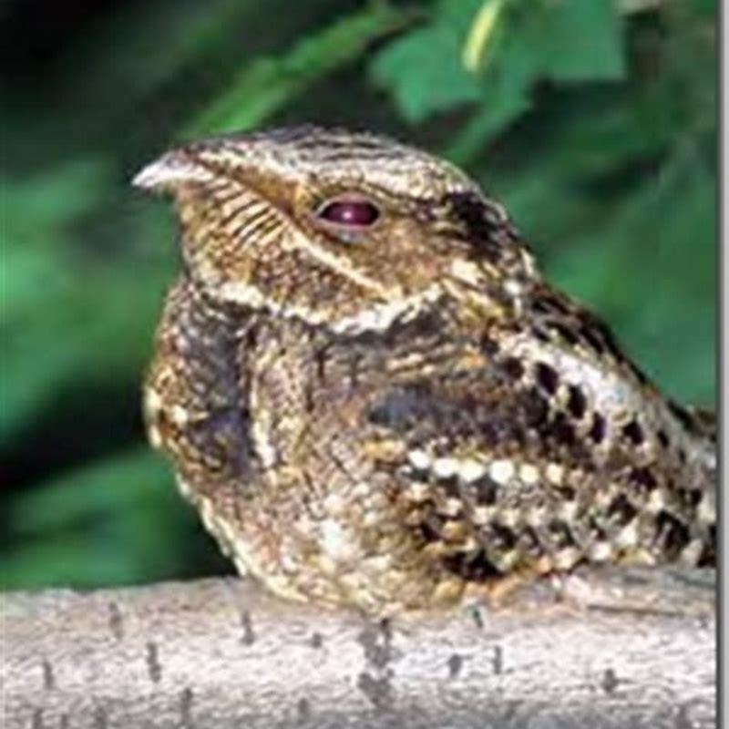 What Kind Of Bird Is A Chuck Will s Widow DIY Seattle