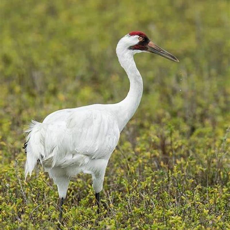 What kind of bird is a crane? - DIY Seattle