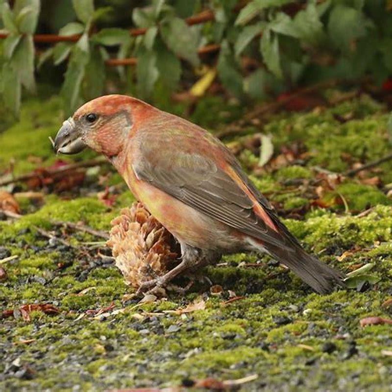 What Kind Of Bird Is A Crossbill DIY Seattle