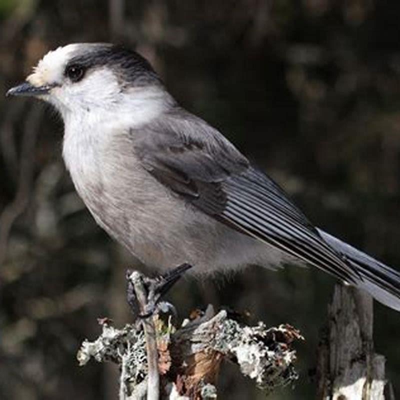 What kind of bird is a GREY Jay?