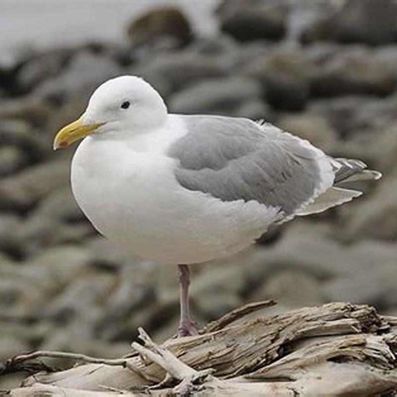 What kind of bird is a gull?