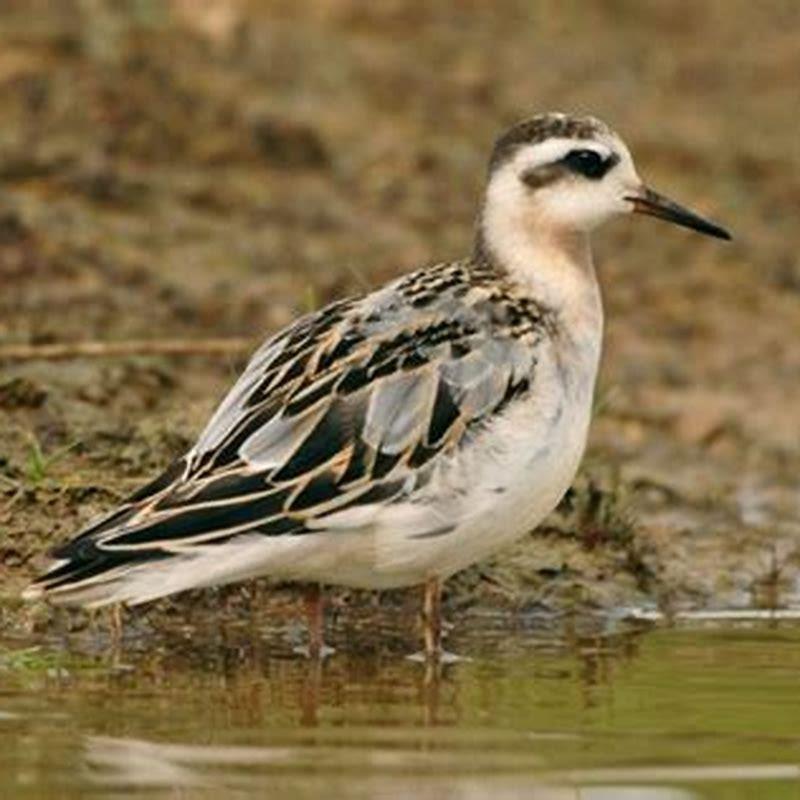 What kind of bird is a phalarope?