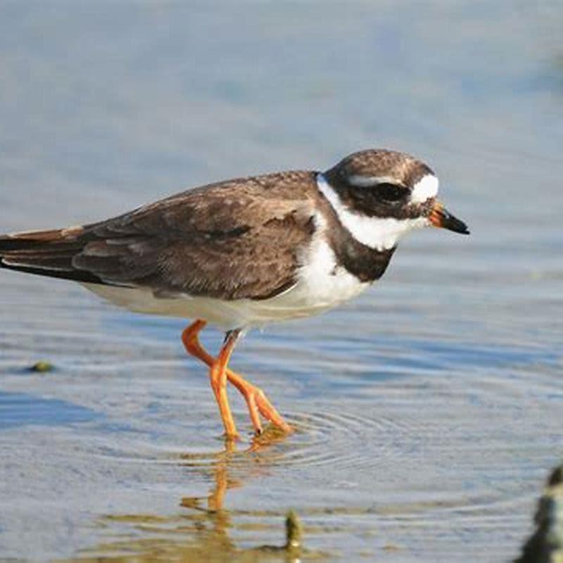 What kind of bird is a plover?