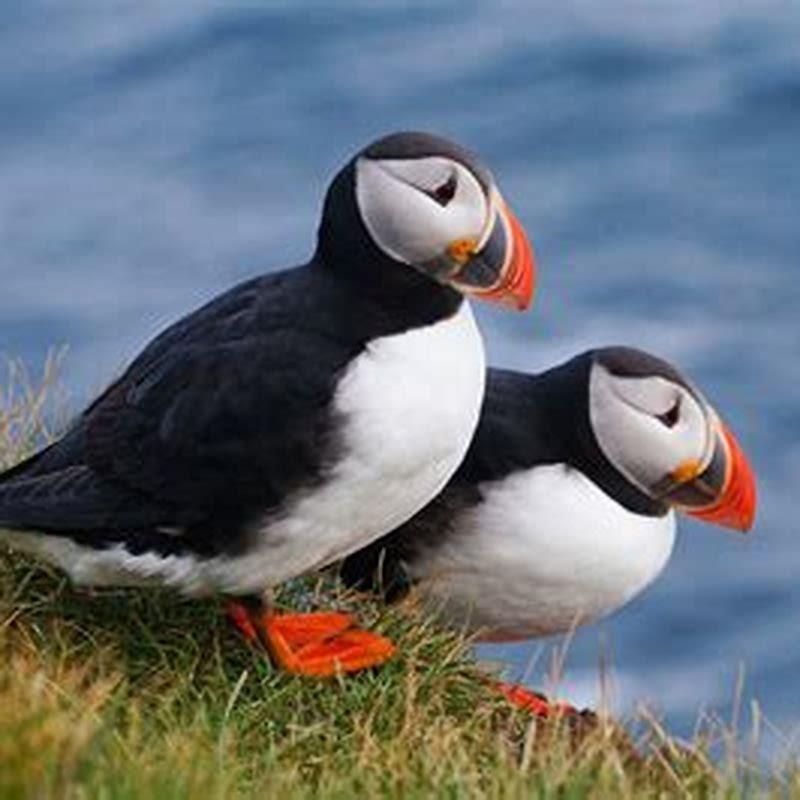 What kind of bird is a puffin?