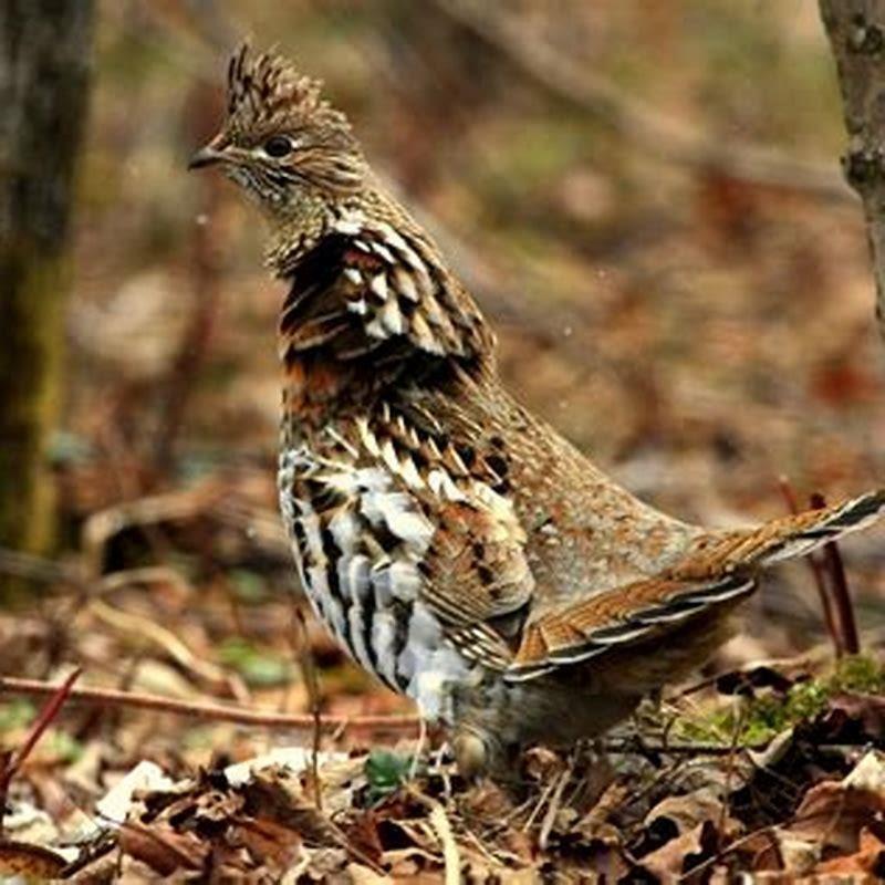 What kind of bird is a ruffed grouse?