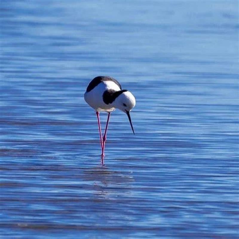 what-kind-of-bird-is-a-stilt-diy-seattle